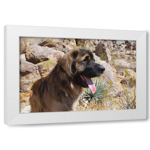 Leonbergers enjoying the high desert White Modern Wood Framed Art Print by Muench, Zandria