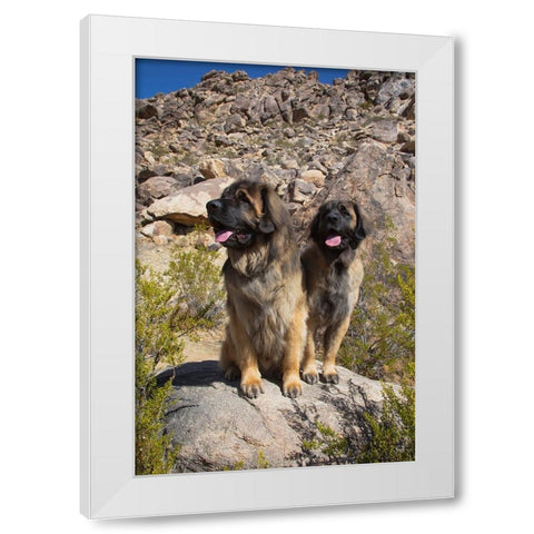 Leonbergers enjoying the high desert White Modern Wood Framed Art Print by Muench, Zandria