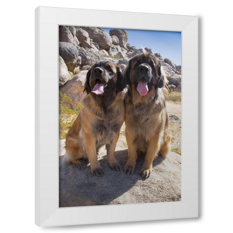 Leonbergers enjoying the high desert White Modern Wood Framed Art Print by Muench, Zandria