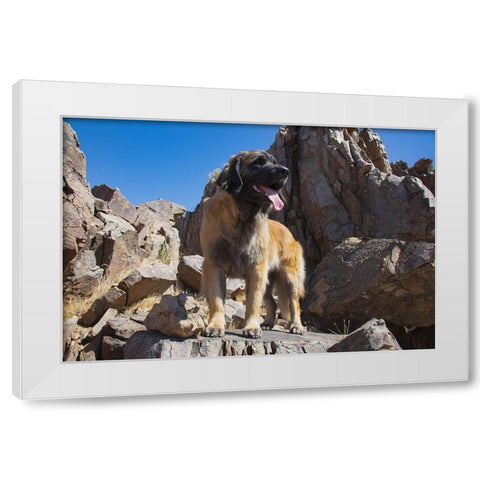 Leonberger waiting for the mail White Modern Wood Framed Art Print by Muench, Zandria