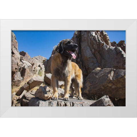 Leonberger waiting for the mail White Modern Wood Framed Art Print by Muench, Zandria