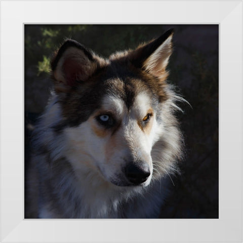 Portrait of rescue dog. White Modern Wood Framed Art Print by Muench, Zandria