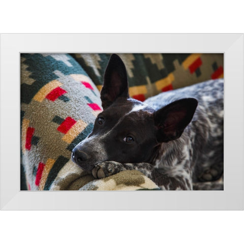 Australian cattle dog White Modern Wood Framed Art Print by Muench, Zandria