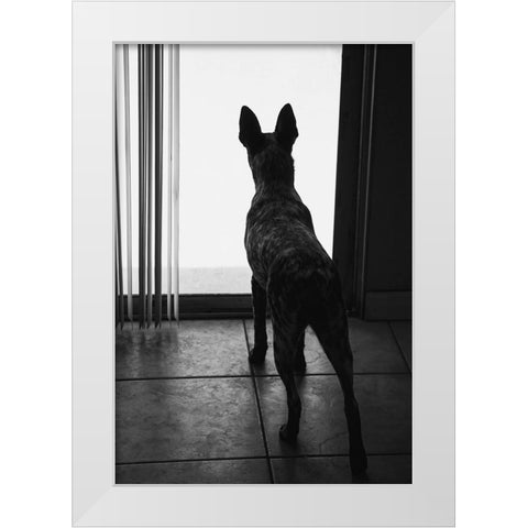 Australian cattle dog White Modern Wood Framed Art Print by Muench, Zandria