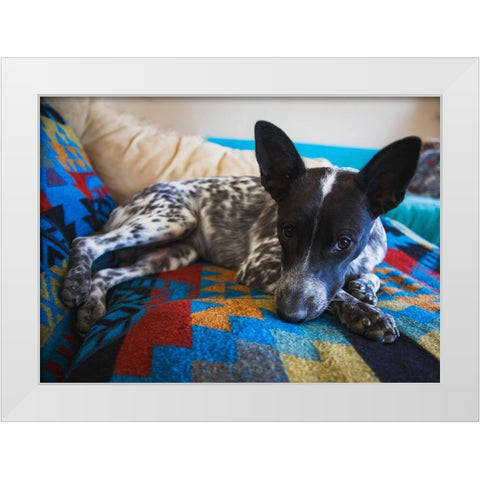 Australian cattle dog White Modern Wood Framed Art Print by Muench, Zandria