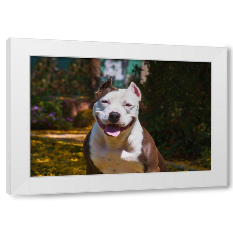 American pitt bull White Modern Wood Framed Art Print by Muench, Zandria