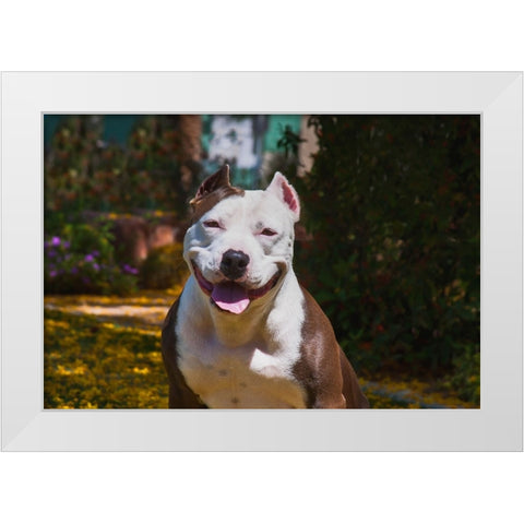American pitt bull White Modern Wood Framed Art Print by Muench, Zandria