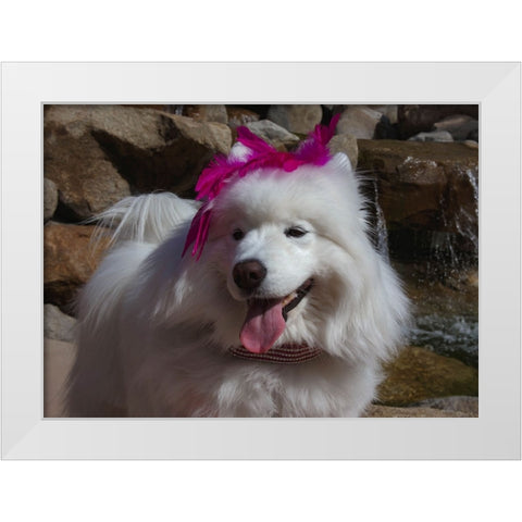 Samoyed in Palm Desert- California White Modern Wood Framed Art Print by Muench, Zandria