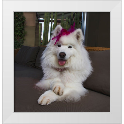 Samoyed in Palm Desert- California White Modern Wood Framed Art Print by Muench, Zandria