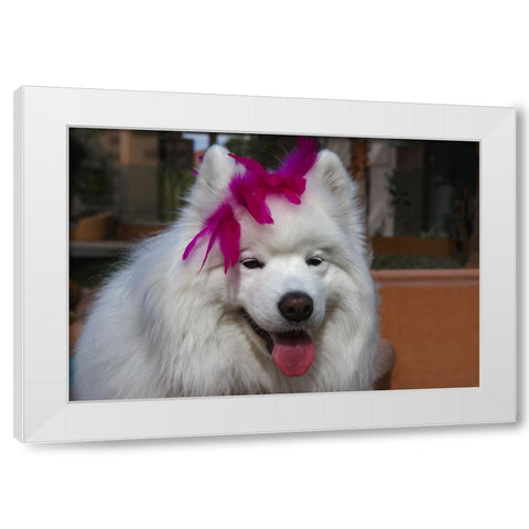 Samoyed in Palm Desert- California White Modern Wood Framed Art Print by Muench, Zandria