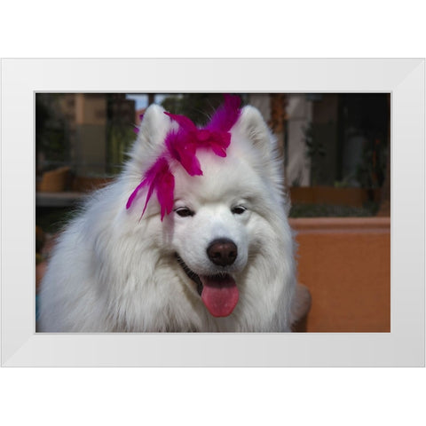 Samoyed in Palm Desert- California White Modern Wood Framed Art Print by Muench, Zandria