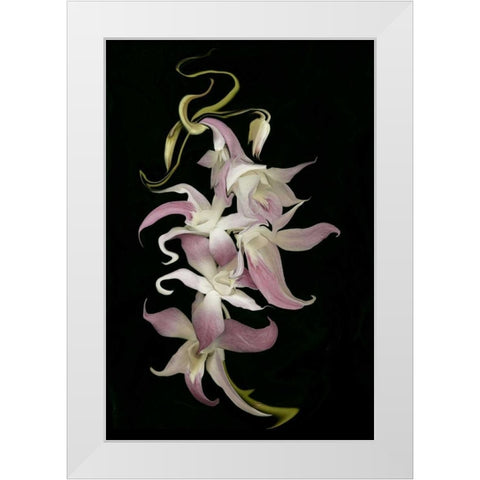 Abstract orchid artwork, digitally manipulated White Modern Wood Framed Art Print by Anon, Ellen
