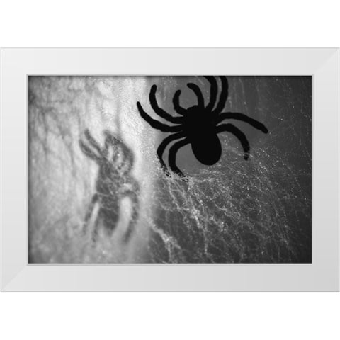 Spider on web White Modern Wood Framed Art Print by Muench, Zandria