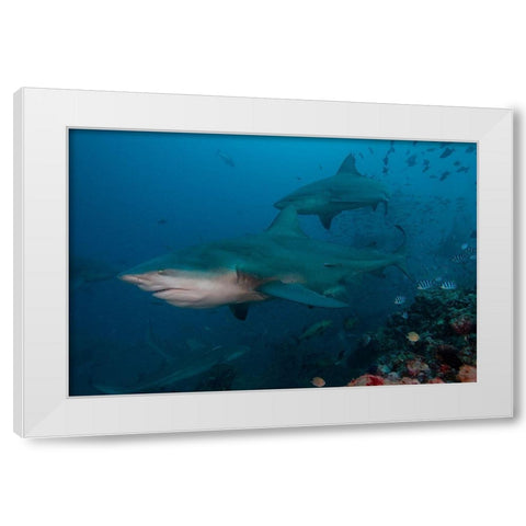 South Pacific-Fiji Bull sharks  White Modern Wood Framed Art Print by Jaynes Gallery