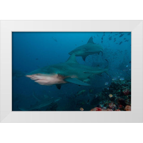 South Pacific-Fiji Bull sharks  White Modern Wood Framed Art Print by Jaynes Gallery