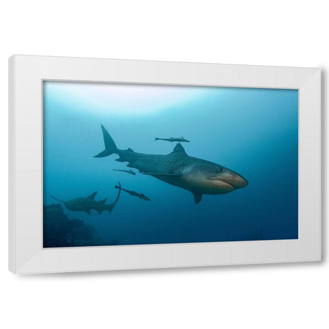 South Pacific-Fiji Tiger shark close-up  White Modern Wood Framed Art Print by Jaynes Gallery