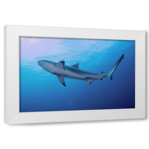 South Pacific-Fiji Blacktip shark close-up  White Modern Wood Framed Art Print by Jaynes Gallery