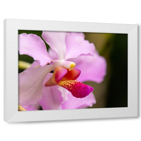 Fiji-Viti Levu Pink orchid close-up White Modern Wood Framed Art Print by Merrill Images