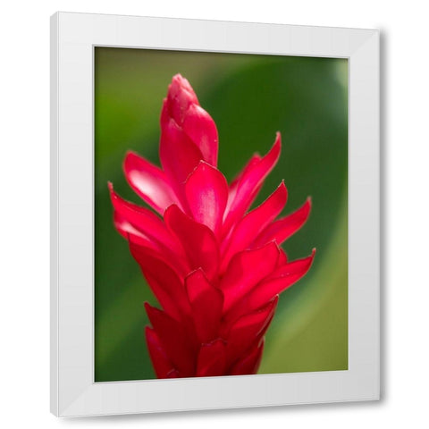 Fiji-Viti Levu Red Ginger Flower (Alpinia purpurata) White Modern Wood Framed Art Print by Merrill Images