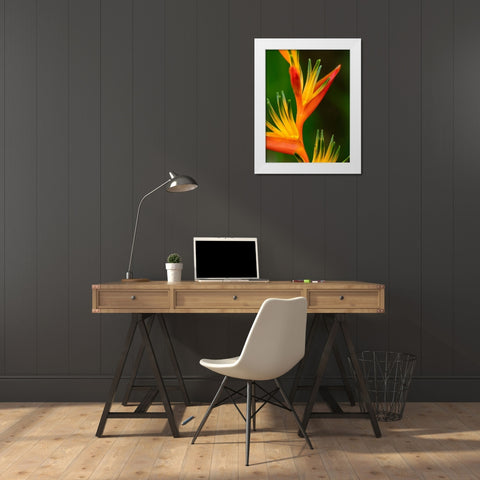 Fiji-Vanua Levu Close-up of Bird Of Paradise plant White Modern Wood Framed Art Print by Merrill Images