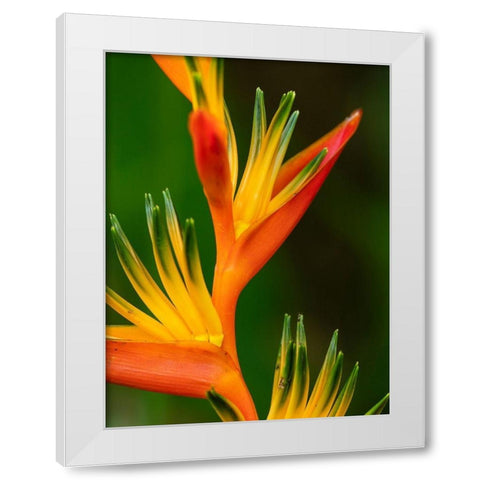 Fiji-Vanua Levu Close-up of Bird Of Paradise plant White Modern Wood Framed Art Print by Merrill Images