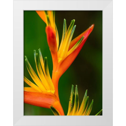 Fiji-Vanua Levu Close-up of Bird Of Paradise plant White Modern Wood Framed Art Print by Merrill Images