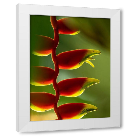 Fiji-Vanua Levu Close-up of Heliconia plant White Modern Wood Framed Art Print by Merrill Images