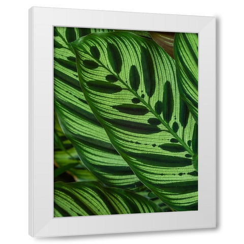 Fiji-Vanua Levu Back-lit green leaves showing veins White Modern Wood Framed Art Print by Merrill Images