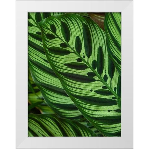 Fiji-Vanua Levu Back-lit green leaves showing veins White Modern Wood Framed Art Print by Merrill Images