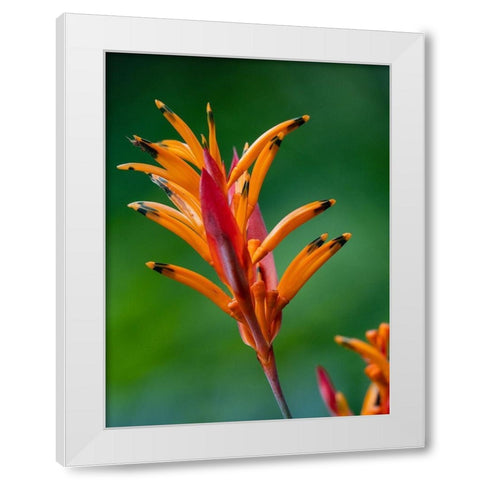 Fiji-Vanua Levu False Bird Of Paradise Flower (Heliconia psittacorum) White Modern Wood Framed Art Print by Merrill Images