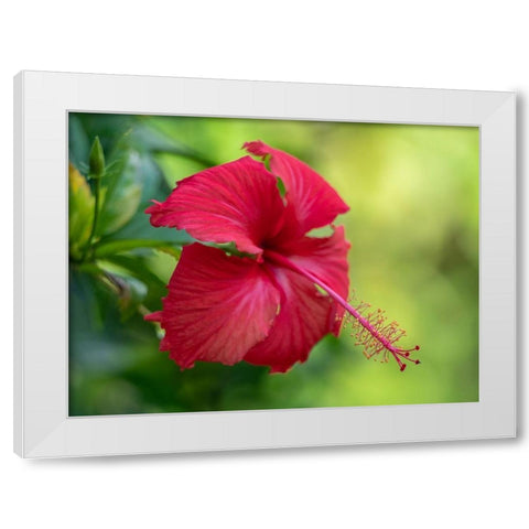 Fiji-Taveuni Island Close-up of Hibiscus flower White Modern Wood Framed Art Print by Merrill Images