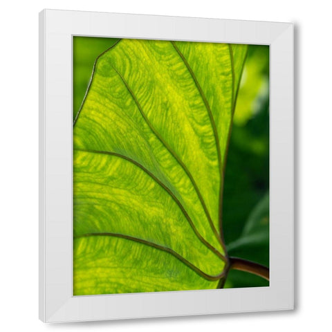 Fiji-Taveuni Island Back-lit close-up of a green leaf showing veins White Modern Wood Framed Art Print by Merrill Images