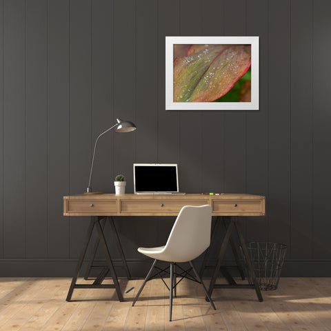 Fiji-Taveuni Island Water droplets on a red and green leaf White Modern Wood Framed Art Print by Merrill Images