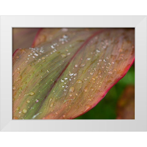 Fiji-Taveuni Island Water droplets on a red and green leaf White Modern Wood Framed Art Print by Merrill Images