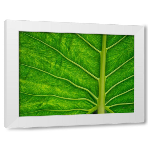 Fiji-Taveuni Island Back-lit close-up of a green leaf showing veins White Modern Wood Framed Art Print by Merrill Images
