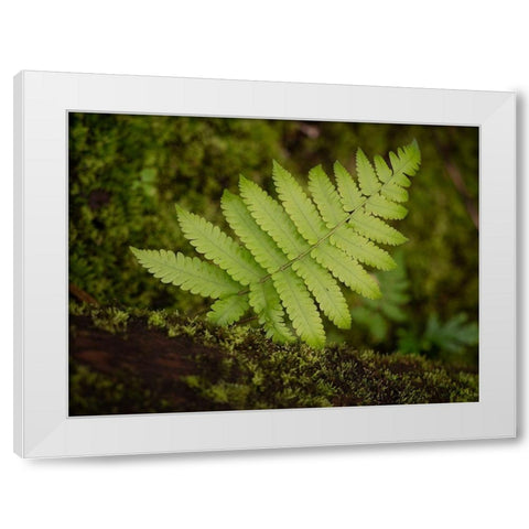 Fiji-Taveuni Island Small fern on a moss-covered log White Modern Wood Framed Art Print by Merrill Images