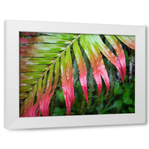 Fiji-Taveuni Island Close-up of a red-tipped Fern White Modern Wood Framed Art Print by Merrill Images