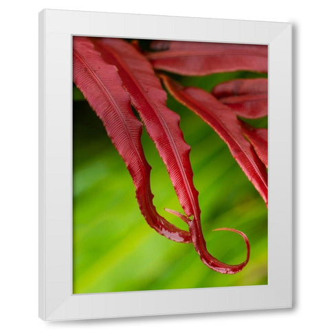 Fiji-Taveuni Island Close-up of a red-tipped Fern White Modern Wood Framed Art Print by Merrill Images