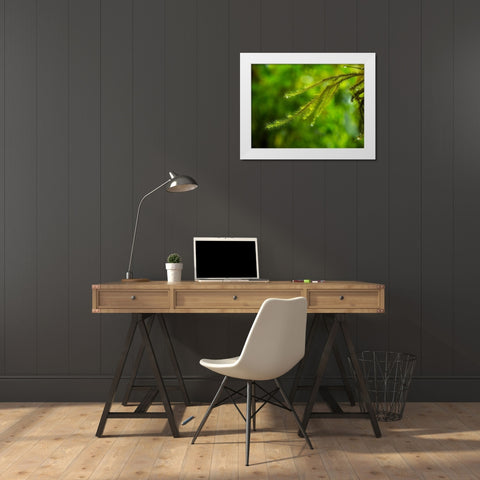 Fiji-Taveuni Island Close-up of a small fern with water drops White Modern Wood Framed Art Print by Merrill Images