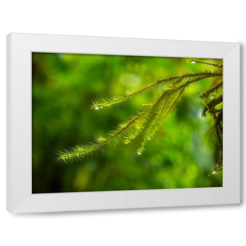 Fiji-Taveuni Island Close-up of a small fern with water drops White Modern Wood Framed Art Print by Merrill Images