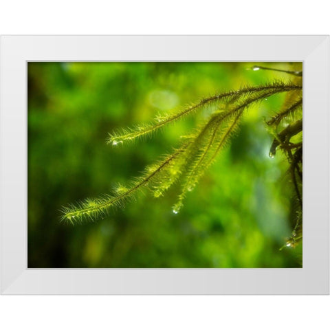 Fiji-Taveuni Island Close-up of a small fern with water drops White Modern Wood Framed Art Print by Merrill Images