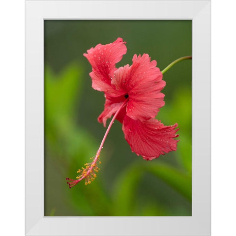 Fiji-Taveuni Island Close-up of hibiscus flower White Modern Wood Framed Art Print by Merrill Images