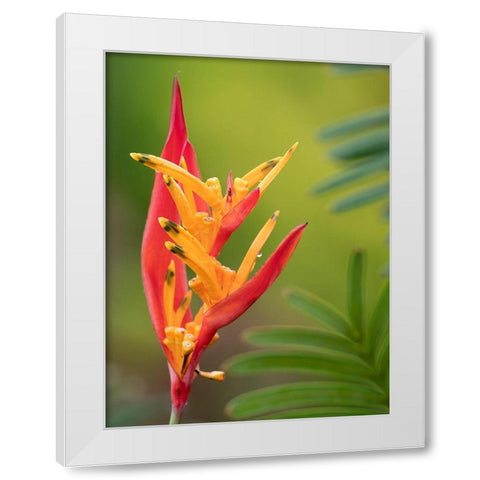 Fiji-Taveuni Island False Bird Of Paradise Flower (Heliconia psittacorum) White Modern Wood Framed Art Print by Merrill Images