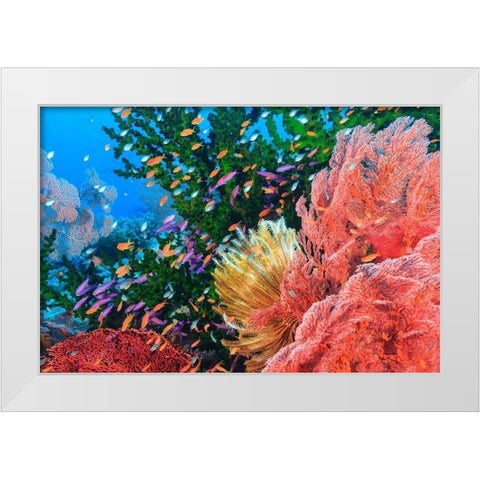 Purple Fairy and Orange Anthias Basslets (Pseudanthias sp)-Viti Levu-Fiji-South Pacific White Modern Wood Framed Art Print by Westmorland, Stuart