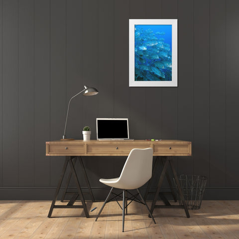 Solomon Islands, Meri Island Giant trevally fish White Modern Wood Framed Art Print by Shimlock, Jones