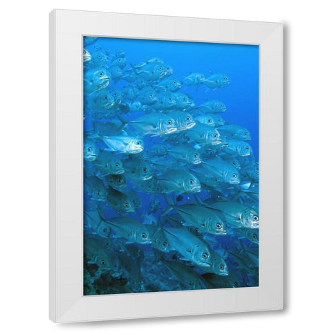 Solomon Islands, Meri Island Giant trevally fish White Modern Wood Framed Art Print by Shimlock, Jones
