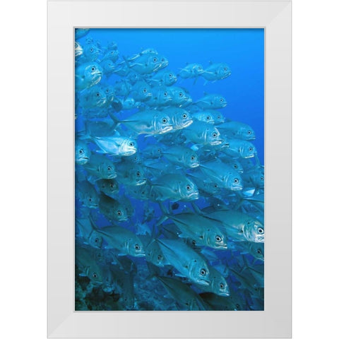 Solomon Islands, Meri Island Giant trevally fish White Modern Wood Framed Art Print by Shimlock, Jones