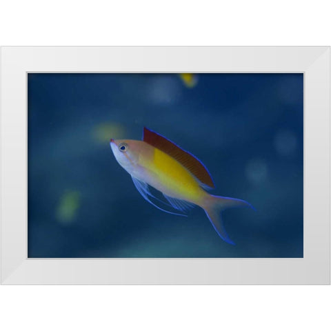 Solomon Islands A displaying male redfin anthias White Modern Wood Framed Art Print by Shimlock, Jones