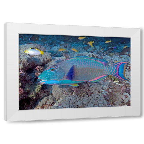 Solomon Is, Meri Island Adult bicolor parrotfish White Modern Wood Framed Art Print by Shimlock, Jones