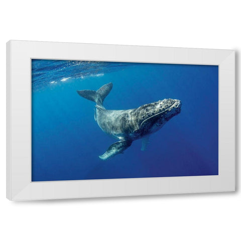 South Pacific-Tonga Humpback calf close-up  White Modern Wood Framed Art Print by Jaynes Gallery